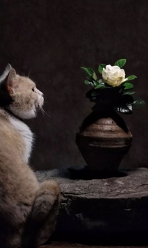 品茶，返璞归真