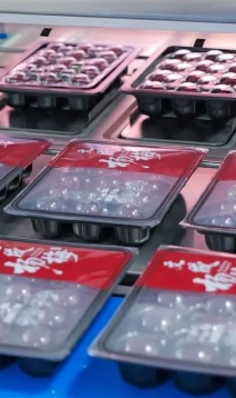 文成杨梅换“新装” 科技助力“鲜”行万里