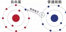 “好胆固醇”降低老年痴呆风险