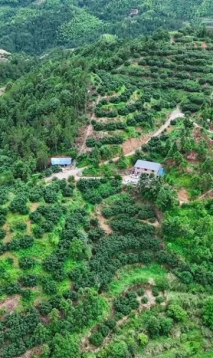 文成：避开上市高峰 桂山高山晚熟杨梅“红”出共富路