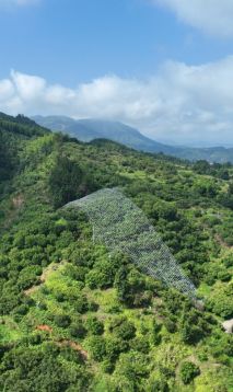 一码知优丨浙农码土特产企业推介——文成杨梅