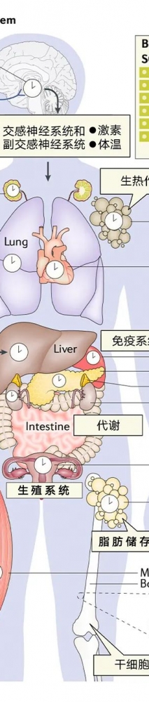 睡不着？瘦不了？也许你应该调整生物节律