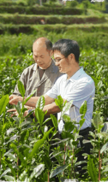 共同富裕｜文成县：这里畲茶味正浓