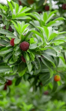 终于等到了‼️文成杨梅换上“新衣”~